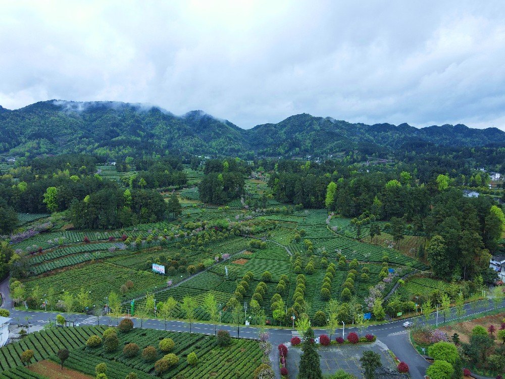 蘭馨茶莊園——我在這一盞春色里，等你來相見